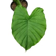 Load image into Gallery viewer, Alocasia, 4in, California