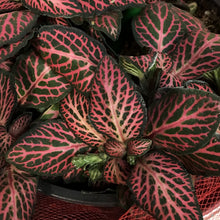 Load image into Gallery viewer, Fittonia Valentine's Planter, 4in, White Love Tin
