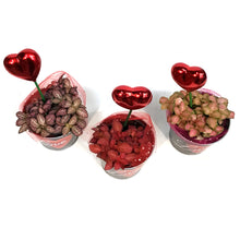 Load image into Gallery viewer, Fittonia Valentine's Planter, 4in, Black Love Tin