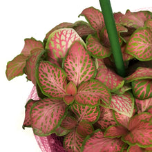 Load image into Gallery viewer, Fittonia Valentine's Planter, 4in, Black Love Tin