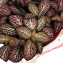 Load image into Gallery viewer, Fittonia Valentine's Planter, 4in, Black Love Tin