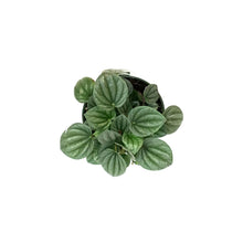 Load image into Gallery viewer, Peperomia, 4in, Frost