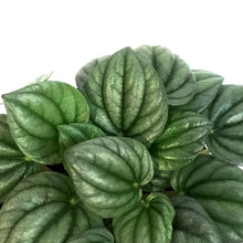 Load image into Gallery viewer, Peperomia, 4in, Frost