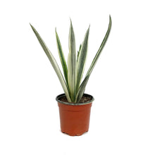 Load image into Gallery viewer, Sansevieria, 4in, Bantel Sensation