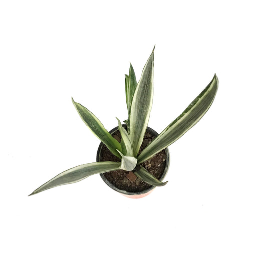 Sansevieria, 4in, Bantel Sensation