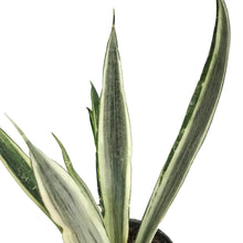 Load image into Gallery viewer, Sansevieria, 4in, Bantel Sensation