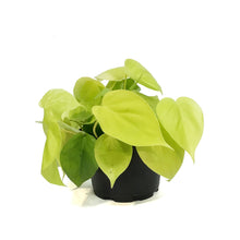 Load image into Gallery viewer, Philodendron, 6in, Lemon Lime Cordatum