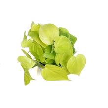Load image into Gallery viewer, Philodendron, 6in, Lemon Lime Cordatum