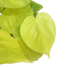 Load image into Gallery viewer, Philodendron, 6in, Lemon Lime Cordatum
