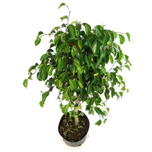 Load image into Gallery viewer, Ficus, 10in, Benjamina Standard