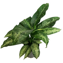 Load image into Gallery viewer, Dieffenbachia, 10in, Tiki