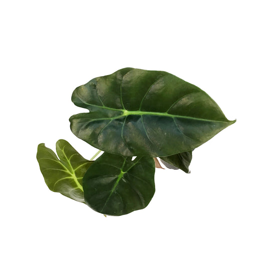 Alocasia, 4in,Golden Bone