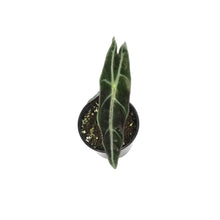 Load image into Gallery viewer, Alocasia, 4in, Longiloba Purple