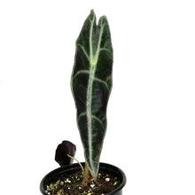 Load image into Gallery viewer, Alocasia, 4in, Longiloba Purple