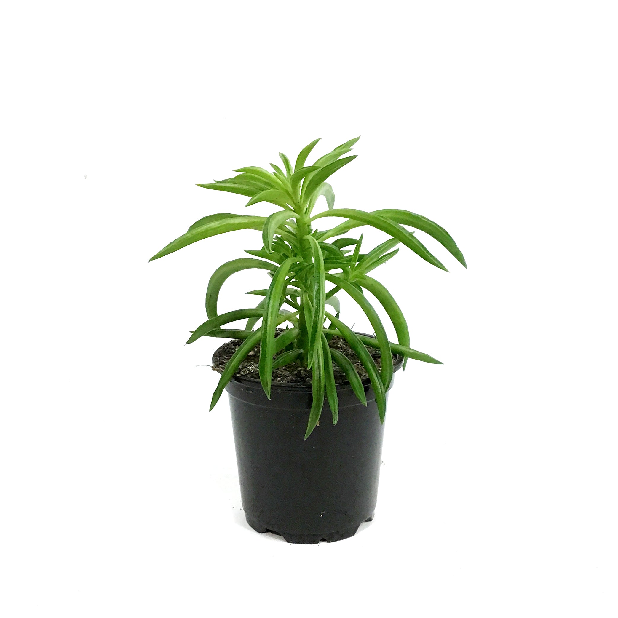 Peperomia, 4in, Happy bean – Floral Acres Greenhouse & Garden Centre