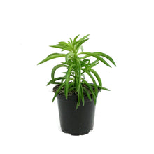 Load image into Gallery viewer, Peperomia, 4in, Happy bean