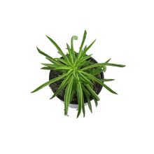 Load image into Gallery viewer, Peperomia, 4in, Happy bean