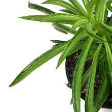 Load image into Gallery viewer, Peperomia, 4in, Happy bean