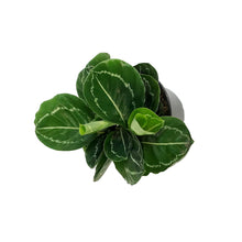 Load image into Gallery viewer, Calathea, 6in, Northern Lights