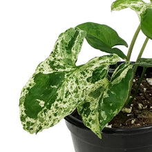 Load image into Gallery viewer, Syngonium, 4in, Mojito