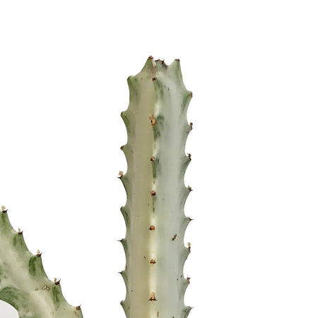 Euphorbia, 6in,  Ghost