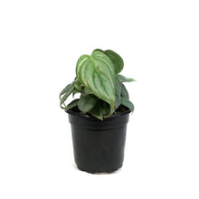 Load image into Gallery viewer, Philodendron, 4in, Sodiroi Var