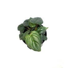 Load image into Gallery viewer, Philodendron, 4in, Sodiroi Var