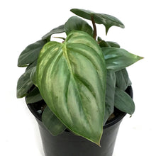 Load image into Gallery viewer, Philodendron, 4in, Sodiroi Var