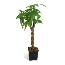 Load image into Gallery viewer, Pachira, 2.5in, Money Tree