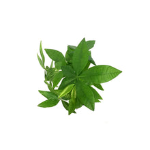 Load image into Gallery viewer, Pachira, 2.5in, Money Tree