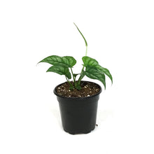 Load image into Gallery viewer, Monstera, 4in, Siltepecana