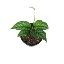 Load image into Gallery viewer, Monstera, 4in, Siltepecana