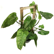 Load image into Gallery viewer, Philodendron, 10in, Paraiso Verde Trellis