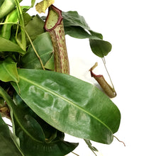 Load image into Gallery viewer, Nepenthes, 8in HB, Alata