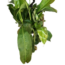 Load image into Gallery viewer, Nepenthes, 8in HB, Alata