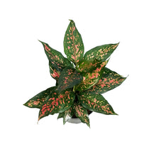 Load image into Gallery viewer, Aglaonema, 6in, Angle