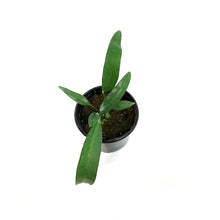 Load image into Gallery viewer, Anthurium, 4in, Wendlingeri