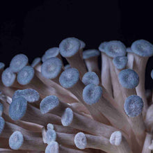 Load image into Gallery viewer, Nature Lion Blue Oyster Mushroom Growing Kit