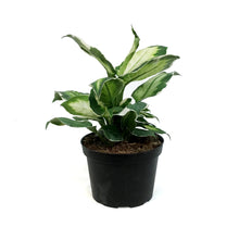 Load image into Gallery viewer, Dieffenbachia, 6in, White Beauty Varigated