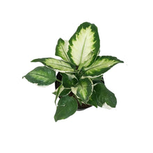Load image into Gallery viewer, Dieffenbachia, 6in, White Beauty Varigated