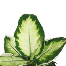 Load image into Gallery viewer, Dieffenbachia, 6in, White Beauty Varigated