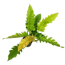 Load image into Gallery viewer, Philodendron, 6in, Ring of Fire Gold