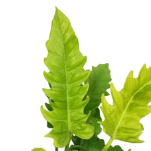 Load image into Gallery viewer, Philodendron, 6in, Ring of Fire Gold