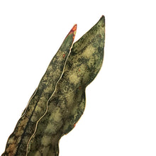 Load image into Gallery viewer, Sansevieria, 4in, Coppertone