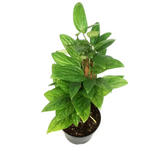Load image into Gallery viewer, Monstera, 8in, Karstenianum Peru