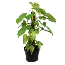 Load image into Gallery viewer, Philodendron, 8in, Bipennifolium Aurea