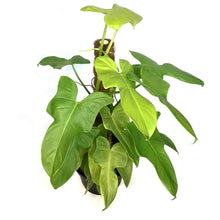 Load image into Gallery viewer, Philodendron, 8in, Bipennifolium Aurea