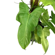 Load image into Gallery viewer, Philodendron, 8in, Bipennifolium Aurea
