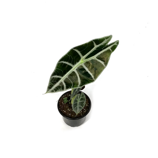 Alocasia, 4in, Watsoniana Lightning