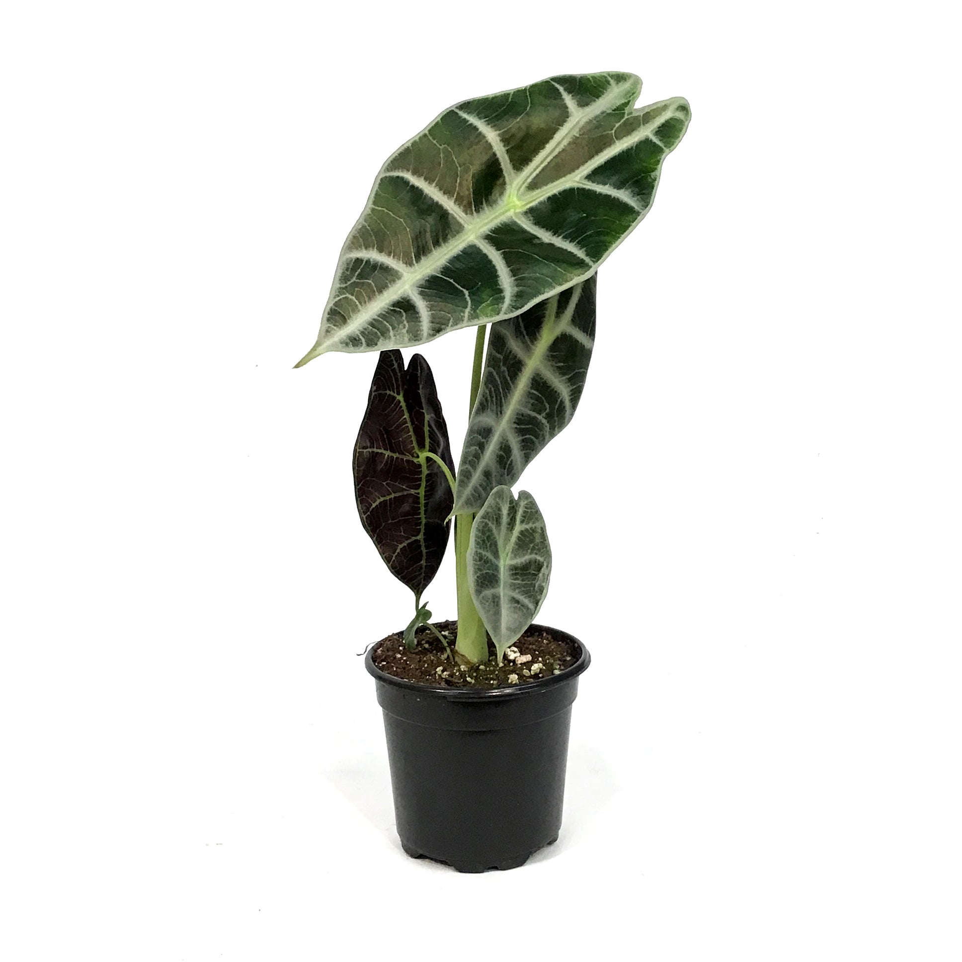 Alocasia, 4in, Watsoniana Lightning – Floral Acres Greenhouse